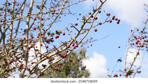 Close up of wild rose hips on thorny branches with vibrant red berries, symbolizing autumn nature. Flowers and Forest - Powered by Shutterstock