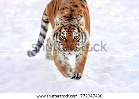 Similar – Image, Stock Photo Close up portrait of one young Siberian tiger in white snow