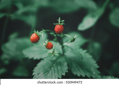 Close Up Of Wild Strawberries