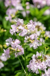 Close Up Of Wild Sweet William (saponaria Officinalis) Flowers In Bloom