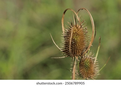 Close up of a Wild Teasel (Dipsacus fullonum) that is dried. Dry wild teasel. Beautiful floral background
 - Powered by Shutterstock