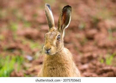 Close Up Of A Wild, UK Brown Hare (Lepus Europaeus) Isolated In A Farmer's Field Seemingly Caught Up In A Deep Staring Competition!