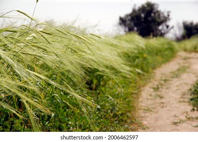 Close up of wild wheat growing on the Mt of Beatitudes, Galilee - Shutterstock ID 2006462597