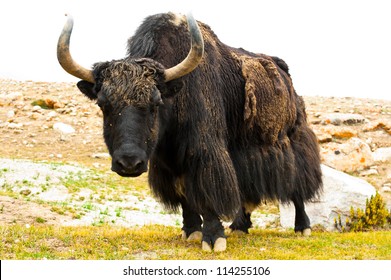 Close Up Wild Yak In Himalaya Mountains