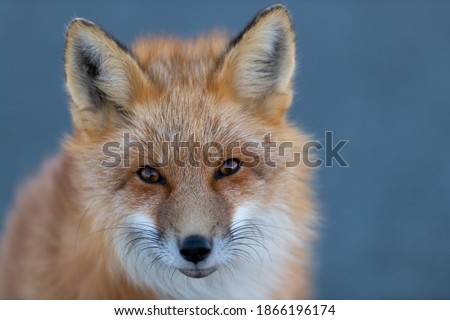 A close up of a wild young red fox's head staring forward with piercing eyes. The animal has pointy ears, a black muzzle, a fluffy red fur cat, and a cute look on its face. The background is blue.  