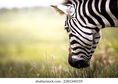 Close up of a wild zebra grazing in the savannah in the Serengeti National Park, Tanzania, Africa - Powered by Shutterstock
