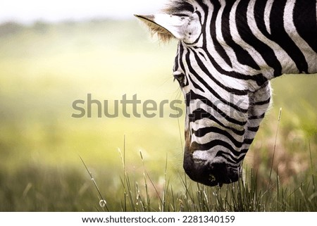 Close up of a wild zebra grazing in the savannah in the Serengeti National Park, Tanzania, Africa