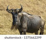 close up of a wildebeest in masai mara, kenya