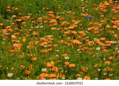 Close Up Of A Wildflower Meadow Seen In Summer In England, UK.