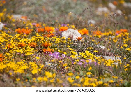 Close up of wildflowers
