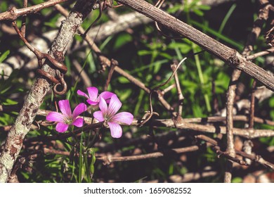 Close Up Of Wildflowers Blooming In South East Texas