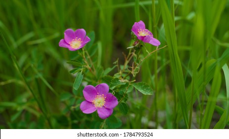 Close Up Of Wildflowers In Jackson Hole WY