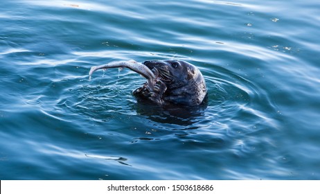 A close up of wiled Grey Seal, Halichoerus Grypus, eating a freshly caught fresh fish, Howth harbour, Ireland