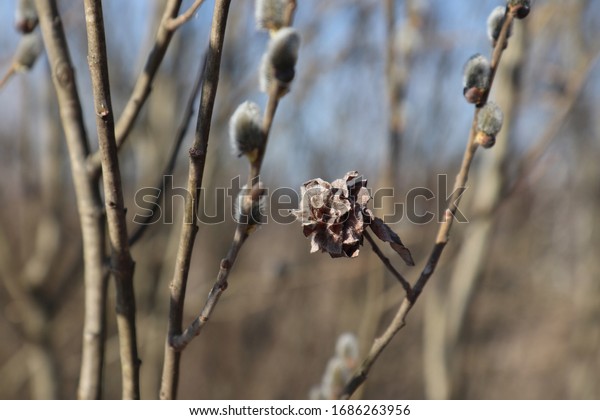灰色の柳の枝に柳の接写が起きた バラ タラバラの芽の葉に卵を産み 食べ物にバラのような家を作る ダラバラの結果 の写真素材 今すぐ編集