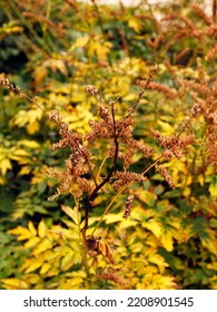 Close Up Of The Wilting Plant And Brown Seedheads Of The Native Plant Cimicifuga Europaea.