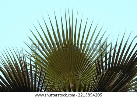 Similar – Image, Stock Photo natural phalanx Cactus