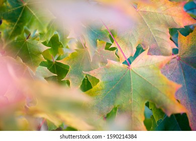 秋のワインの葉の接写の写真素材