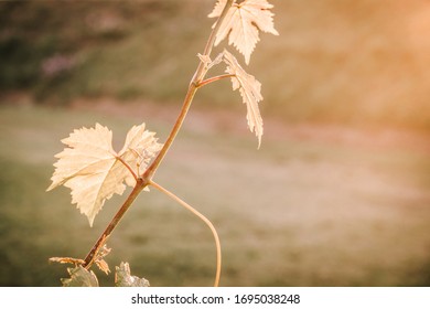 Close Up Of Wineyard At Sunset In Italy