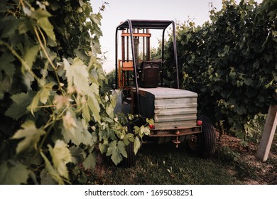 Close Up Of Wineyard At Sunset In Italy