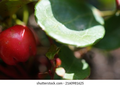 Close Up Of Wintergreen Plant Leaf And Berry