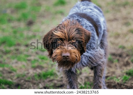 A CLOSE UP OF A WIREHAIRED POINTING GRIFFON WITH BRIGHT EYES AND ABLURRY BACKGROUND AT THE OFF LEASH AREA AT THE MARYMOOR PARK IN REDMOND WASHINGTON