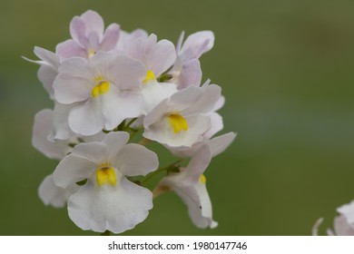 Close Up Of Wisley Vanilla Nemesia Flowers