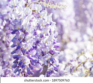 Close up of Wisteria flowers on defocused natural background. Shallow DOF. Selective focus.