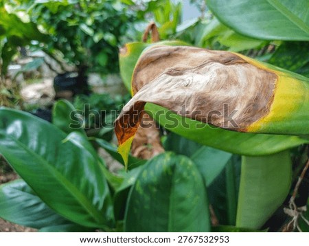 Close up of a withered brown leaf on a green plant. Concept of plant disease, dehydration, autumn, and nature cycle for gardening and agricultural design.