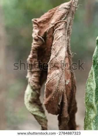 Close up of a withered, dead brown leaf hanging on a plant stem outdoors.