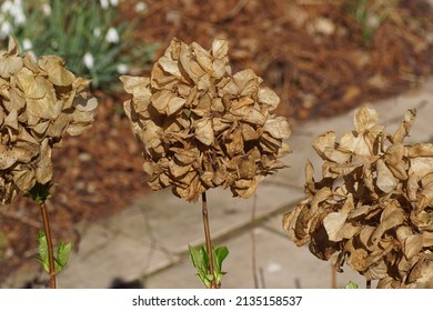 Close up withered flowers of a Hydrangea shrub with late winter, spring before pruning back. Faded leaves, snowdrops and path in the background in a Dutch garden. Netherlands, March                   