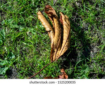 Close up of withered leaf