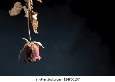 Close Up Of Withered Rose