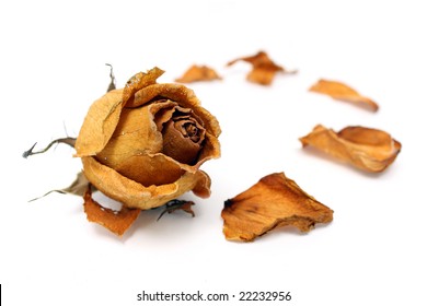 Close up of withered rose and petal over white background.