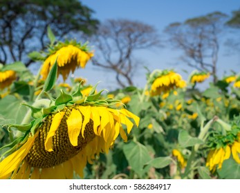 Close Up Withered Sunflower In Garden And Blue Sky Blurred Background