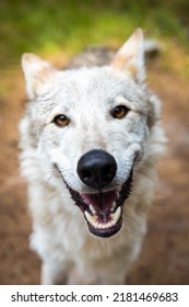 Close Up Wolf Dog Portrait Dangerous Teeth Wide Open Mouth