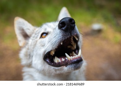 Close Up Wolf Dog Portrait Dangerous Teeth Wide Open Mouth