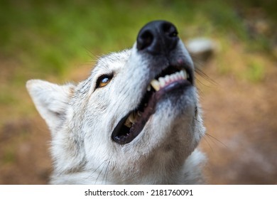 Close Up Wolf Dog Portrait Dangerous Teeth Wide Open Mouth