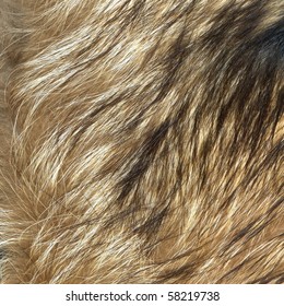 Close Up Wolf Fur Texture To Background