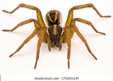 Close up of a wolf spider isolated on a white background to show all the details - Powered by Shutterstock