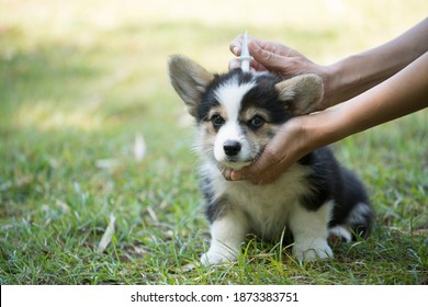 Close up woman applying tick and flea prevention treatment and medicine to her dog or pet - Shutterstock ID 1873383751