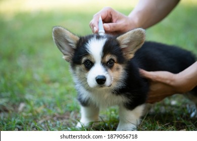 Close up woman applying tick and flea prevention treatment and medicine to her corgi dog or pet - Shutterstock ID 1879056718