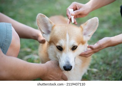 Close up woman applying tick and flea prevention treatment and medicine to her dog or pet