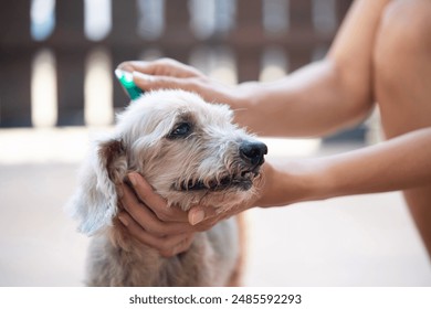 Close up woman applying tick and flea prevention treatment and medicine to her dog or pet