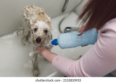 Close Up Of Woman Bathing Dog In Grooming Saloon