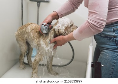 Close Up Of Woman Bathing Dog In Grooming Saloon