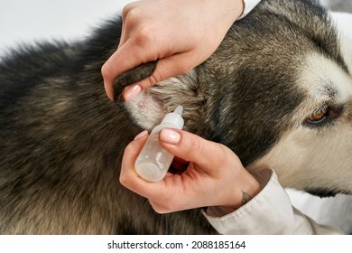 Close up of woman dripping ear drops in ear of Siberian Husky dog. Relationship between human and animal. Idea of pet health care. Partial image of girl and furry dog on white background in studio