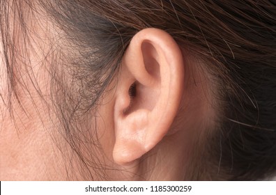 Close Up Woman Ear With Brown Hairs .