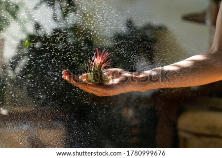 Close up of woman florist holding in her wet hand and spraying air plant Tillandsia at garden home/greenhouse, taking care of houseplants. Indoor gardening. 