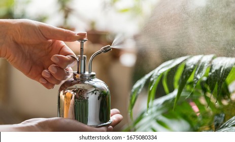 Close up of woman florist spraying houseplant by vintage steel water sprayer at garden home/greenhouse, taking care of plants, daylight. Home gardening, love of houseplants, freelance