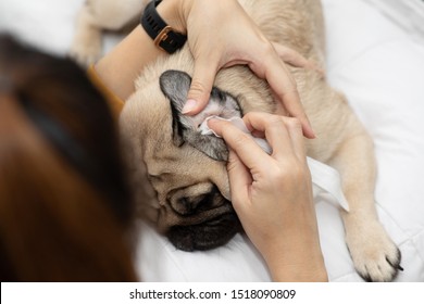 Close Up Woman Hand Clean And Wash Dog Ear Pug Breed For Cleanning Around Ear By Tissue,Healthy Wellness Dog Lying For Washing Ear,Dog Care Concept